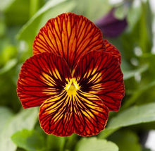 Load image into Gallery viewer, Viola cornuta " Tiger Eye Red"
