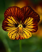 Load image into Gallery viewer, Viola cornuta " Tiger Eye Red"