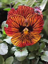 Load image into Gallery viewer, Viola cornuta " Tiger Eye Red"