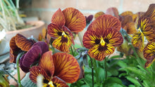 Load image into Gallery viewer, Viola cornuta " Tiger Eye Red"