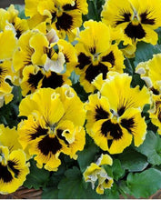 Load image into Gallery viewer, Pansy "Frizzle Sizzle Yellow"