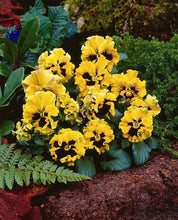 Load image into Gallery viewer, Pansy "Frizzle Sizzle Yellow"