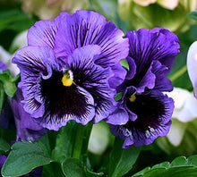 Load image into Gallery viewer, Pansy "Frizzle Sizzle Blue"