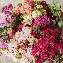 Load image into Gallery viewer, Yarrow "Summer Berries"