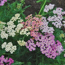 Load image into Gallery viewer, Yarrow "Summer Pastels"