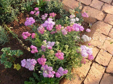 Load image into Gallery viewer, Yarrow "Summer Pastels"