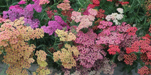 Load image into Gallery viewer, Yarrow "Summer Pastels"
