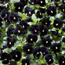 Load image into Gallery viewer, Viola cornuta " Back to Black" - Terrace Garden France