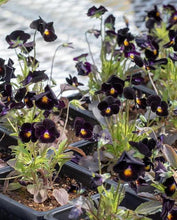 Load image into Gallery viewer, Viola cornuta " Back to Black" - Terrace Garden France