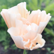 Load image into Gallery viewer, California Poppy &quot;Thai Silk Pink Champagne&quot;
