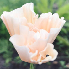 Load image into Gallery viewer, California Poppy "Thai Silk Pink Champagne" - Terrace Garden France