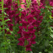 Load image into Gallery viewer, Snapdragon "Potomac Crimson"