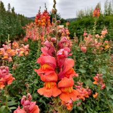 Load image into Gallery viewer, Snapdragon "Potomac Dark Orange"