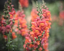 Load image into Gallery viewer, Snapdragon "Potomac Dark Orange"