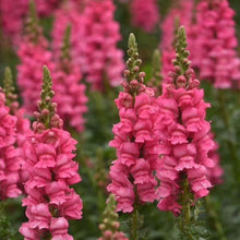 Load image into Gallery viewer, Snapdragon "Potomac Dark Pink"