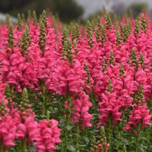 Load image into Gallery viewer, Snapdragon "Potomac Dark Pink"