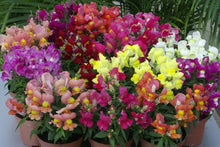 Load image into Gallery viewer, Snapdragon "Snappy Mix"