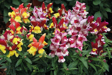 Load image into Gallery viewer, Snapdragon "Snappy Mix"