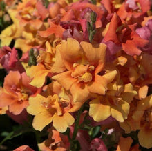 Load image into Gallery viewer, Snapdragon "Twinny Bronze" - Terrace Garden France