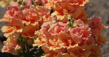 Load image into Gallery viewer, Snapdragon "Twinny Bronze" - Terrace Garden France