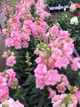 Load image into Gallery viewer, Snapdragon "Twinny Rose"