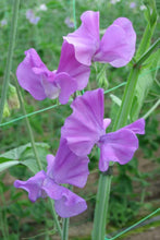 Load image into Gallery viewer, Sweet Pea "Winter Sunshine - Mauve"