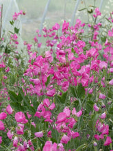 Load image into Gallery viewer, Sweet Pea "Winter Sunshine - Rose"