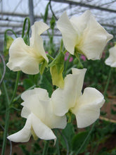 Load image into Gallery viewer, Sweet Pea "Winter Sunshine - White"