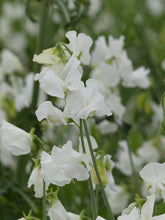Load image into Gallery viewer, Sweet Pea "Winter Sunshine - White"