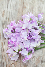 Load image into Gallery viewer, Sweet Pea "Spencer Pulsar"