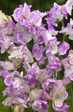Load image into Gallery viewer, Sweet Pea "Spencer Pulsar"