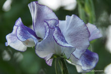 Load image into Gallery viewer, Sweet Pea "Spencer Blue Ripple"