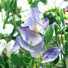 Load image into Gallery viewer, Sweet Pea "Spencer Blue Ripple"