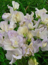 Load image into Gallery viewer, Sweet Pea "Spencer Old Times"