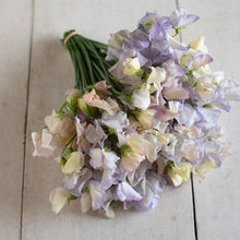 Load image into Gallery viewer, Sweet Pea "Spencer Old Times"