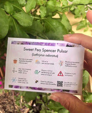 Load image into Gallery viewer, Sweet Pea "Spencer Pulsar"