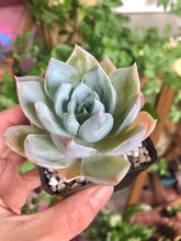 Load image into Gallery viewer, Sedum Suavolens