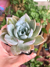 Load image into Gallery viewer, Sedum Suavolens