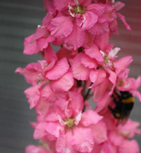 Charger l'image dans la galerie, Larkspur Brisbane Salmon Pink
