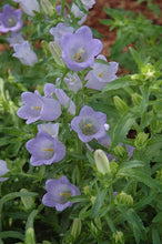 Load image into Gallery viewer, Canterbury Bells "Champion Lavender"