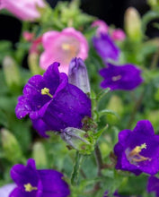 Load image into Gallery viewer, Canterbury Bells "Champion Blue"