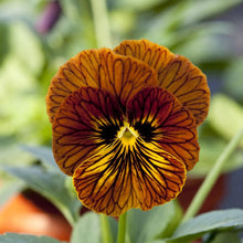 Load image into Gallery viewer, Viola cornuta " Tiger Eye Red"
