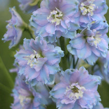 Load image into Gallery viewer, Delphinium elatum "Magic Fountains" Sky-Blue White Bee - Terrace Garden France