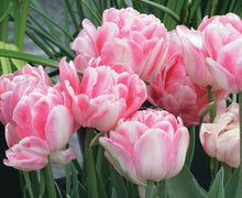 Load image into Gallery viewer, Tulip Foxtrot - Terrace Garden France