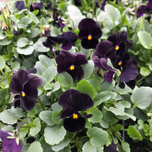Load image into Gallery viewer, Viola cornuta " Back to Black" - Terrace Garden France