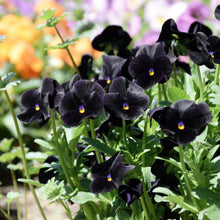 Load image into Gallery viewer, Viola cornuta " Back to Black" - Terrace Garden France