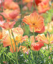 Load image into Gallery viewer, California Poppy "Thai Silk Apricot Chiffon" - Terrace Garden France