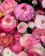 Load image into Gallery viewer, Ranunculus "Picotee Pink" - Terrace Garden France