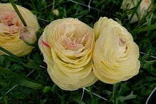 Load image into Gallery viewer, Ranunculus Romance Hydra - Terrace Garden France