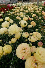 Load image into Gallery viewer, Ranunculus Romance Hydra - Terrace Garden France